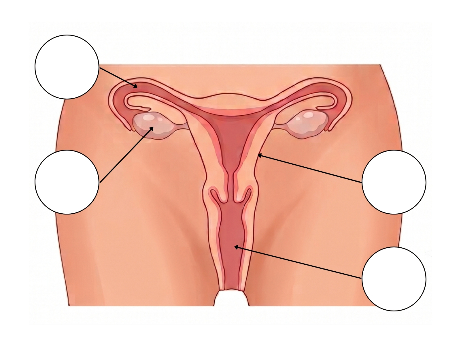 Female Reproductive System